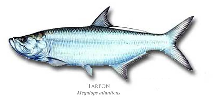 tarpon-alabama-state-fish